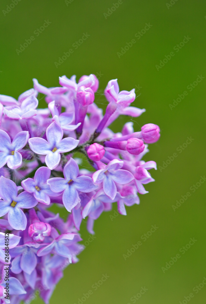 Close up of blossoming lilac isolated on green. Close up of blossoming lilac isolated on green.