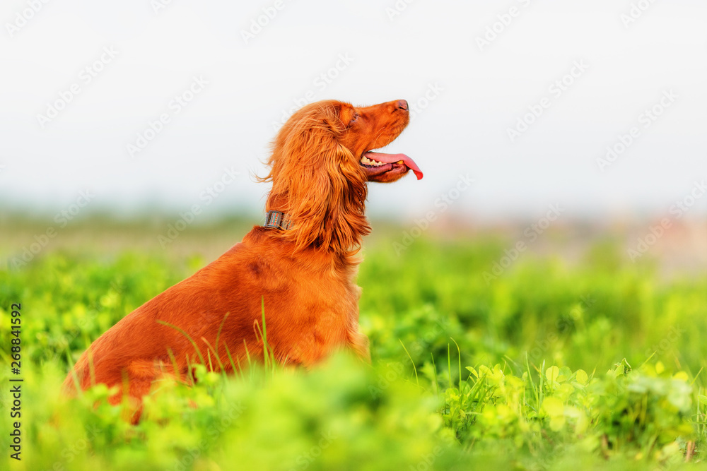 Fototapeta premium English cocker spaniel