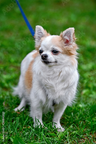white with red adult Chihuahua dog standing on green grass portrait  