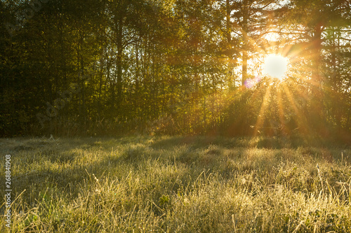 landscape with sun and forest and meadow