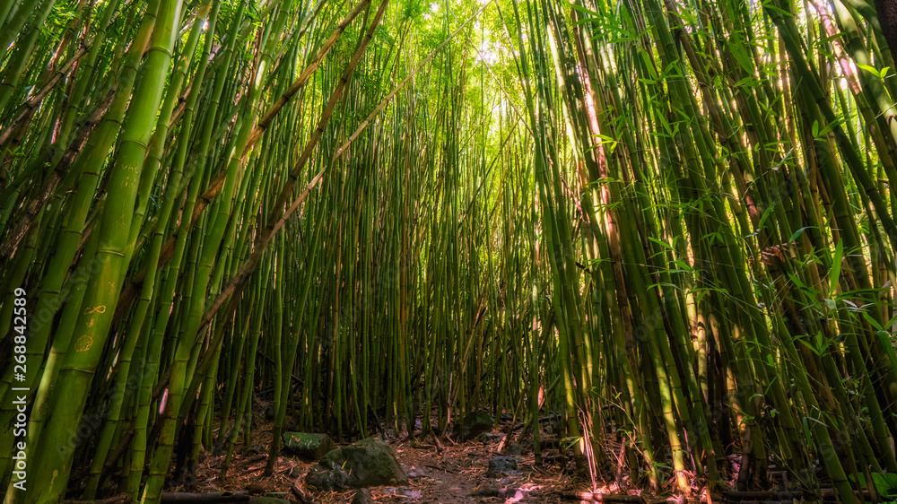 Fototapeta premium Bamboo forest along the Pipiwai trail in Kipaula, Maui, Hawaii, United States