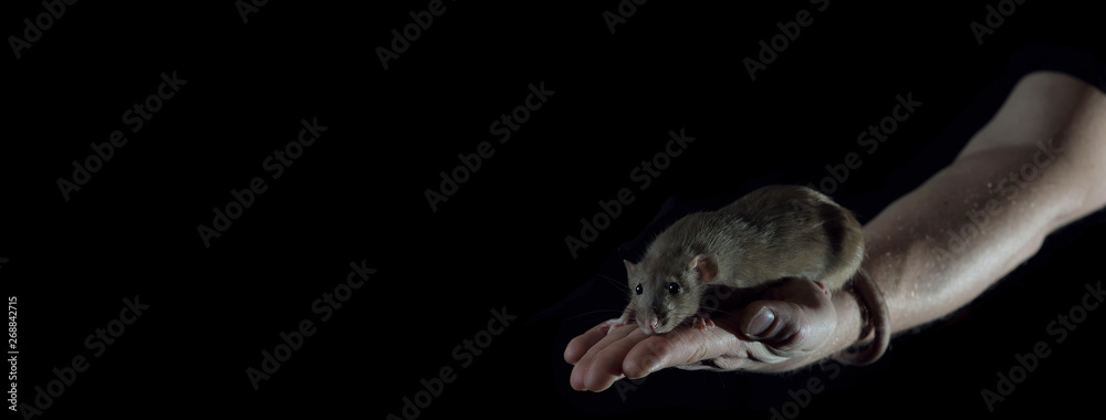 Little rat sitting on a man's hand holding her tail