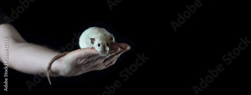 Little rat sitting on a man s hand holding her tail