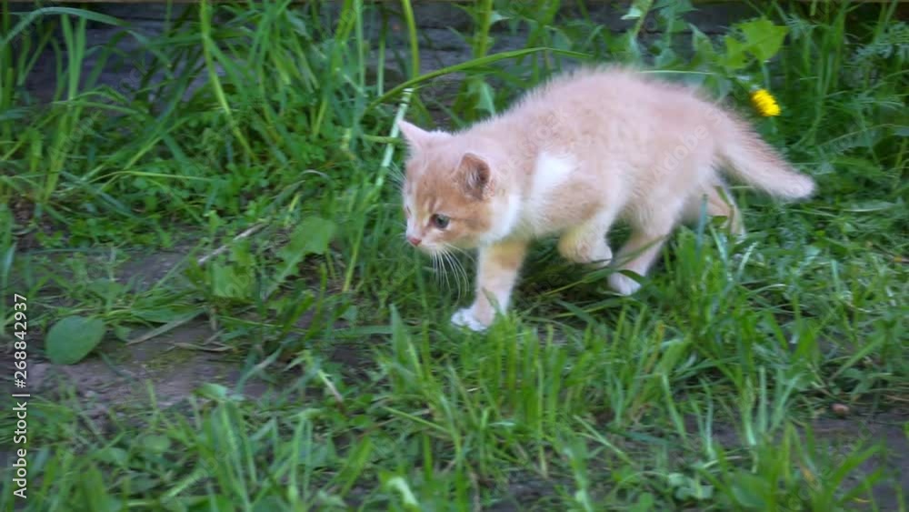 young cat walking in the yard on a summer day. young cat walking in the yard on a summer day.