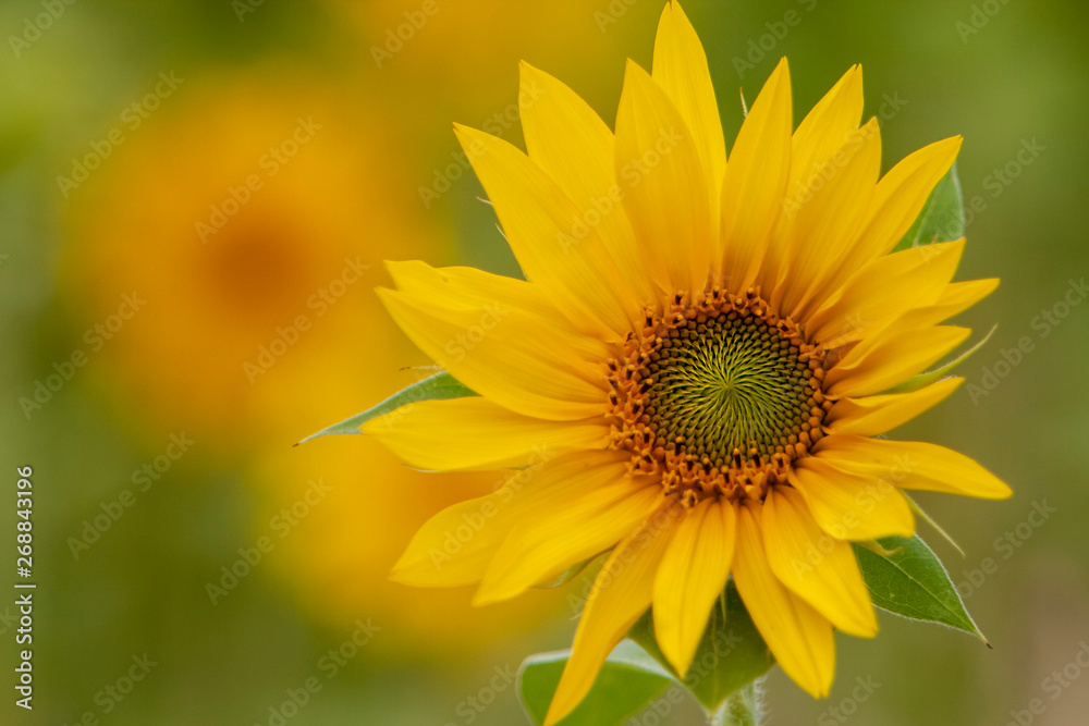 Sonnenblume (Helianthus annuus) Sonnenblume (Helianthus annuus)