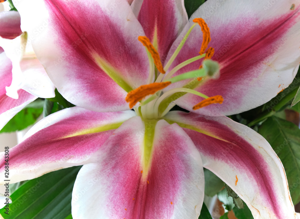 Pink lilly up close bright beautiful colors.