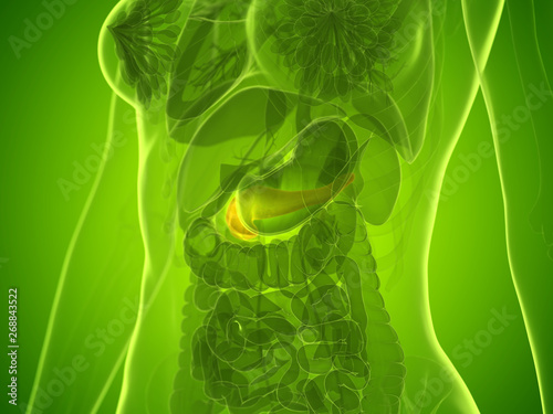 3d rendered medically accurate illustration of a womans pancreas