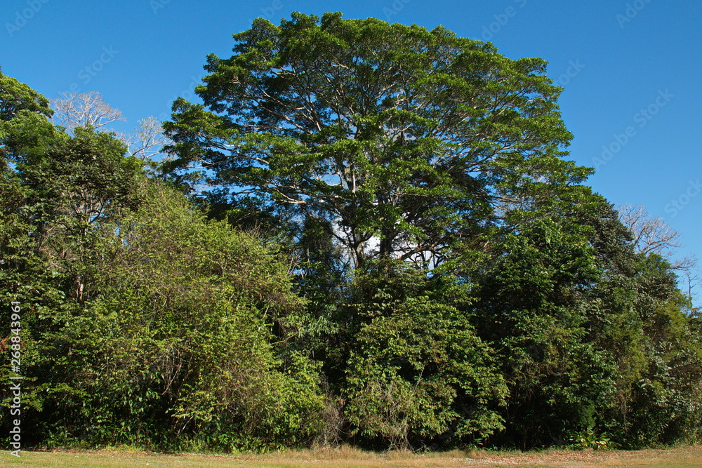 Big trees in Corcovado NP on peninsula Osa in Costa Rica