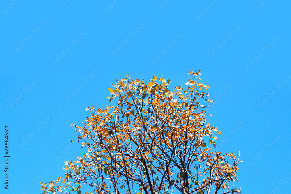 Beautiful shape of tree branch against blue sky. Beautiful shape of tree branch against blue sky.