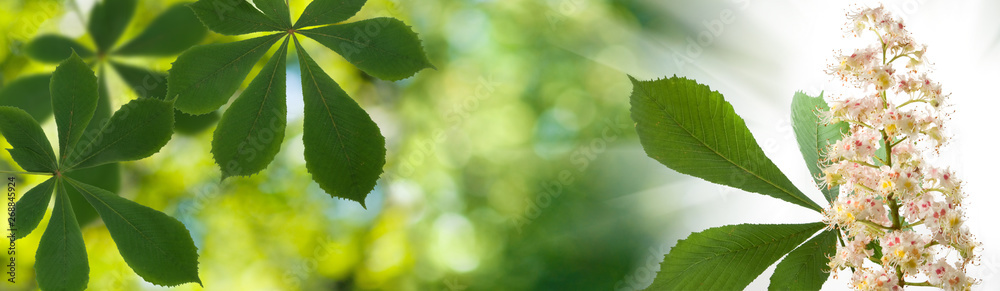 image of chestnut tree bloom in the garden image of chestnut tree bloom in the garden