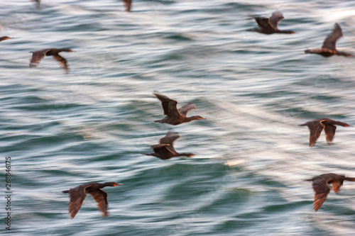 cormorat bird of the national parks and nature reserves of south africa photo