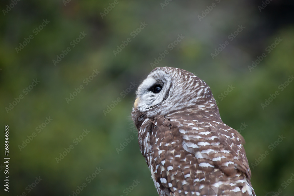 Fototapeta premium Barred Owl perched and looking around