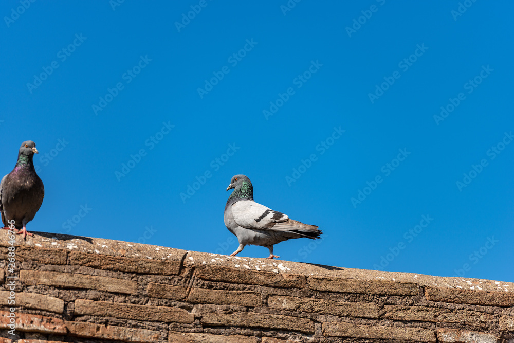 Two pigeons over a brick wall on a blue sky Two pigeons over a brick wall on a blue sky