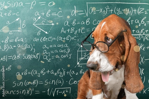 Billede på lærred Math dog crazy glasses academic animal blackboard