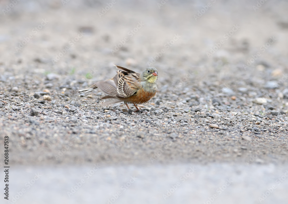 Male and female an ortolan bunting swimming in a puddle on the road and drying feathers. Funny pictures close up Male and female an ortolan bunting swimming in a puddle on the road and drying feathers. Funny pictures close up