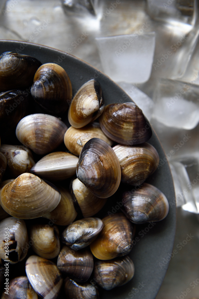 Fresh clams on a plate with ice cubes Fresh clams on a plate with ice cubes
