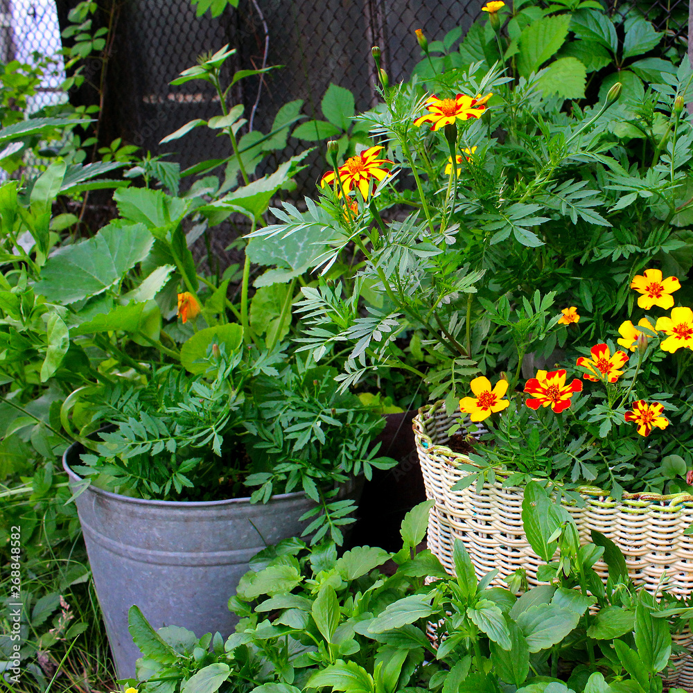 flowers pots garden summer