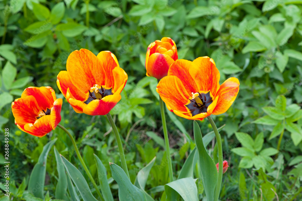 Beautiful open yellow tulips Beautiful open yellow tulips