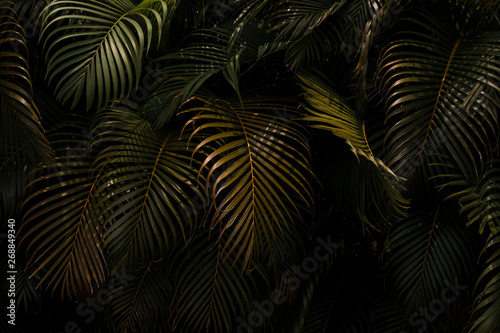 Palm leaves in Hawaii