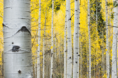 White quaking aspens in the fall with bright yellow leaves