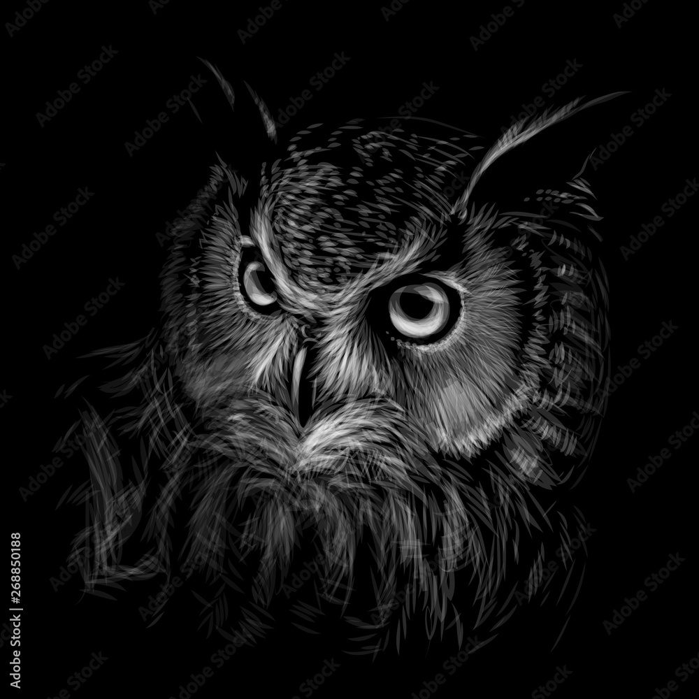 owl black and white