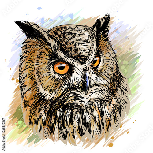 Long-eared Owl. Sketchy, colored hand-drawn portrait of an owl on a white background in watercolor style.