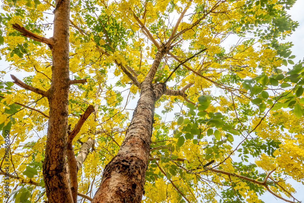 Obraz premium The blossom yellow Cassia Fistula trees in the afternoon with the natural sun light in the summer sky. 