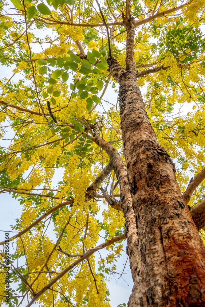 Fototapeta premium The blossom yellow Cassia Fistula trees in the afternoon with the natural sun light in the summer sky. 