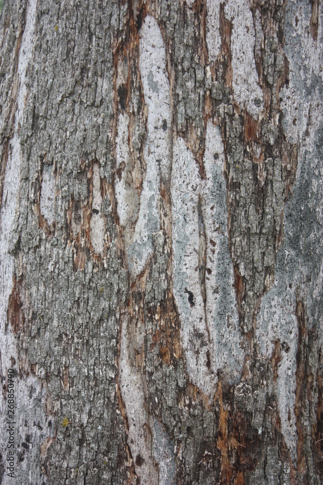 tree bark tree bark