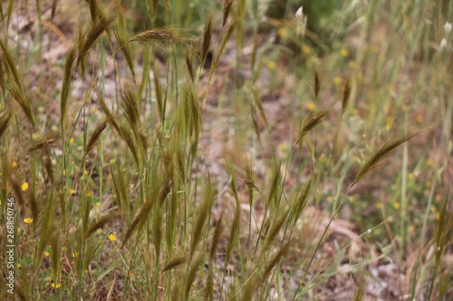 Orzo selvatico