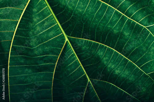 Leaf Macro Texture