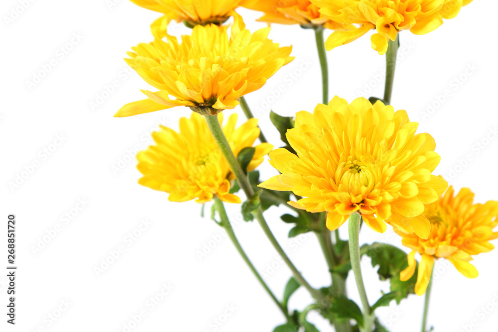 Beautiful yellow flowers isolated on a white background Beautiful yellow flowers isolated on a white background