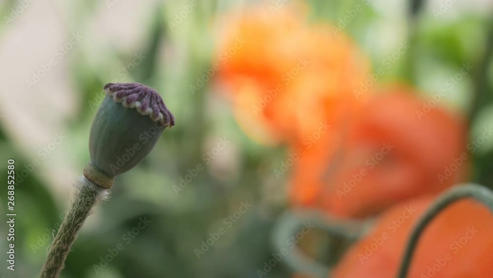 Green poppy seed pods (poppy heads) Green poppy seed pods (poppy heads)