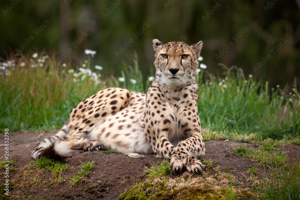cheetah cheetah