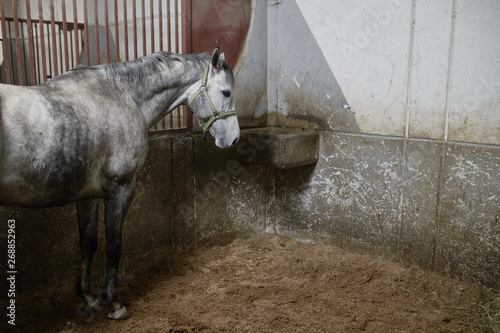 Horse portrait. photo