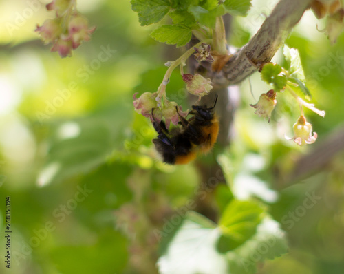Beautiful bumblebee on the Bush