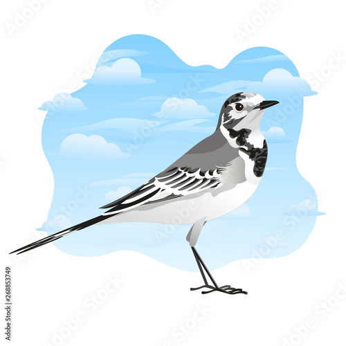 White Wagtail, Motacilla alba. Vector Illustration.