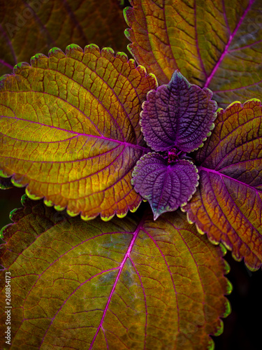 coleus