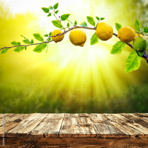 Table background of free space and summer garden background. Branch of fresh lemons and summser sunny day.  photo