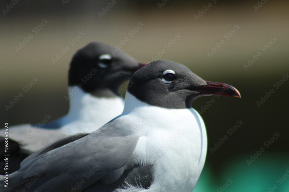 Naklejka premium Birds