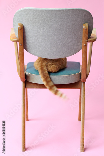 Cat wagging its tail on a vintage chair photo