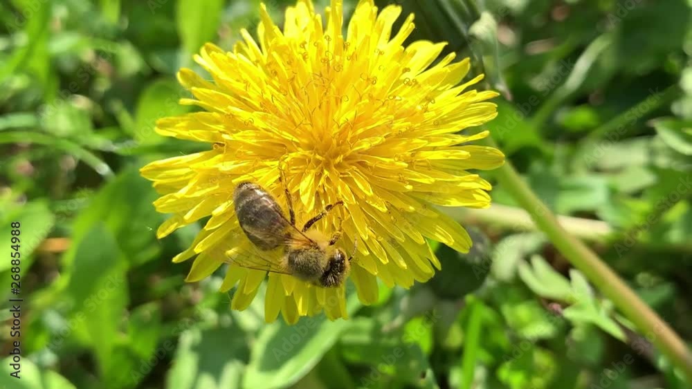 Honey Bee Collecting Pollen of yellow Flower Dandelion. Close up of honeybee flying and gathering flower nectar pollen on sunny spring clear day. Honey Bee Collecting Pollen of yellow Flower Dandelion. Close up of honeybee flying and gathering flower nectar pollen on sunny spring clear day.