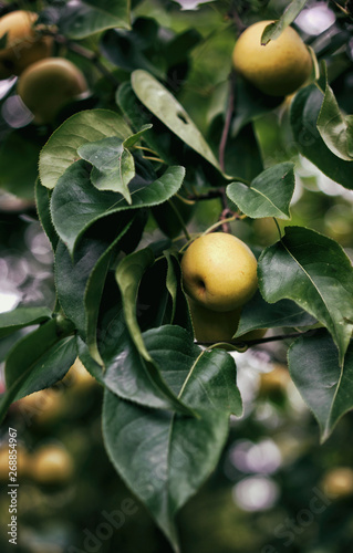 Nashi pears on the tree, at the end of summer photo