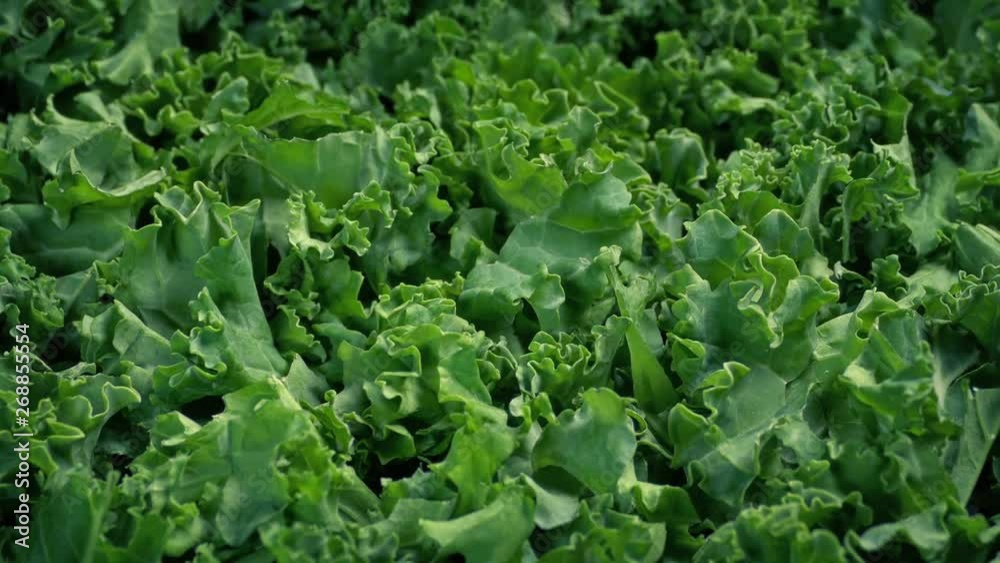 Passing Kale Vegetable Macro Detail Passing Kale Vegetable Macro Detail