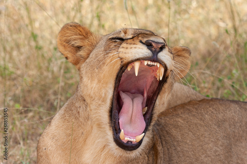 lion mammal of the national parks and nature reserves of south africa