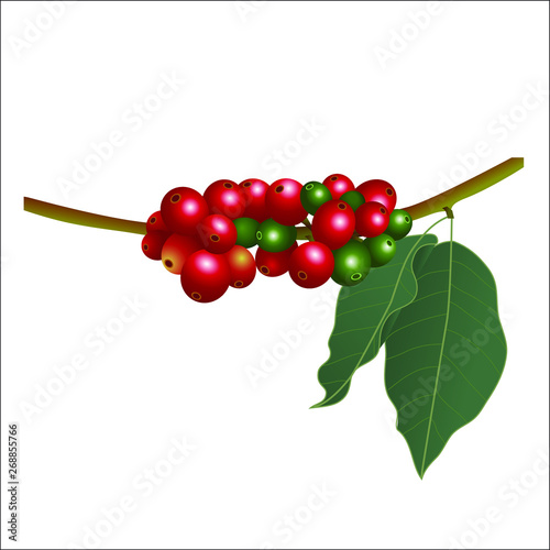 llustration vectorielle 3D d’une branche de caféier avec ses grains rouges ou verts et ses feuilles.