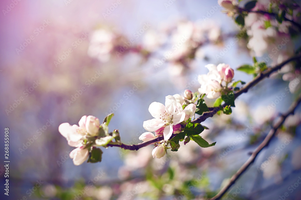 Branches of a flowering Apple tree, which grow white delicate flowers with pinkish petals, illuminated by sunlight. Branches of a flowering Apple tree, which grow white delicate flowers with pinkish petals, illuminated by sunlight.