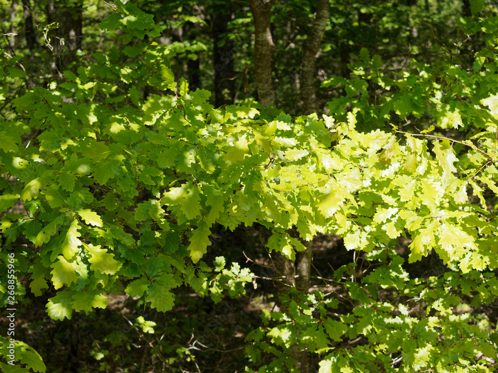 Quercus robur - Feuillage dense vert-jaune et vert foncé, luisantes du chêne pédonculé Quercus robur - Feuillage dense vert-jaune et vert foncé, luisantes du chêne pédonculé
