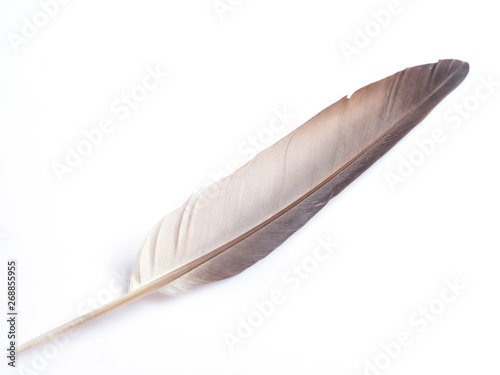 White-gray feather, isolated on a white background