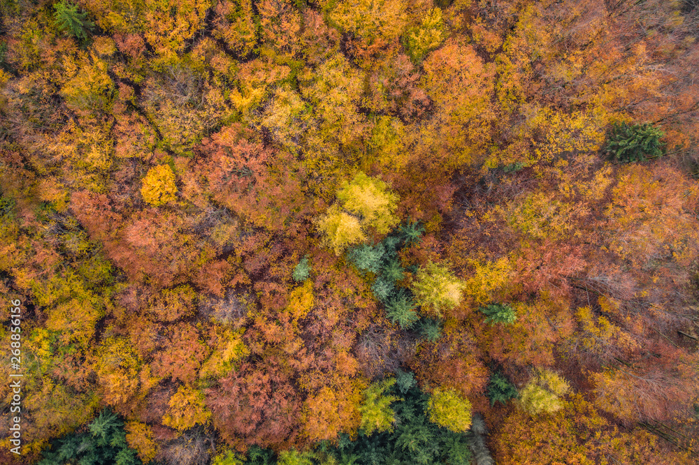 Voderady Beechwood is a National Nature Reserve. There are natural beech forests on relatively acidic soil in the reserve, a type of forest habitat that needs protection.